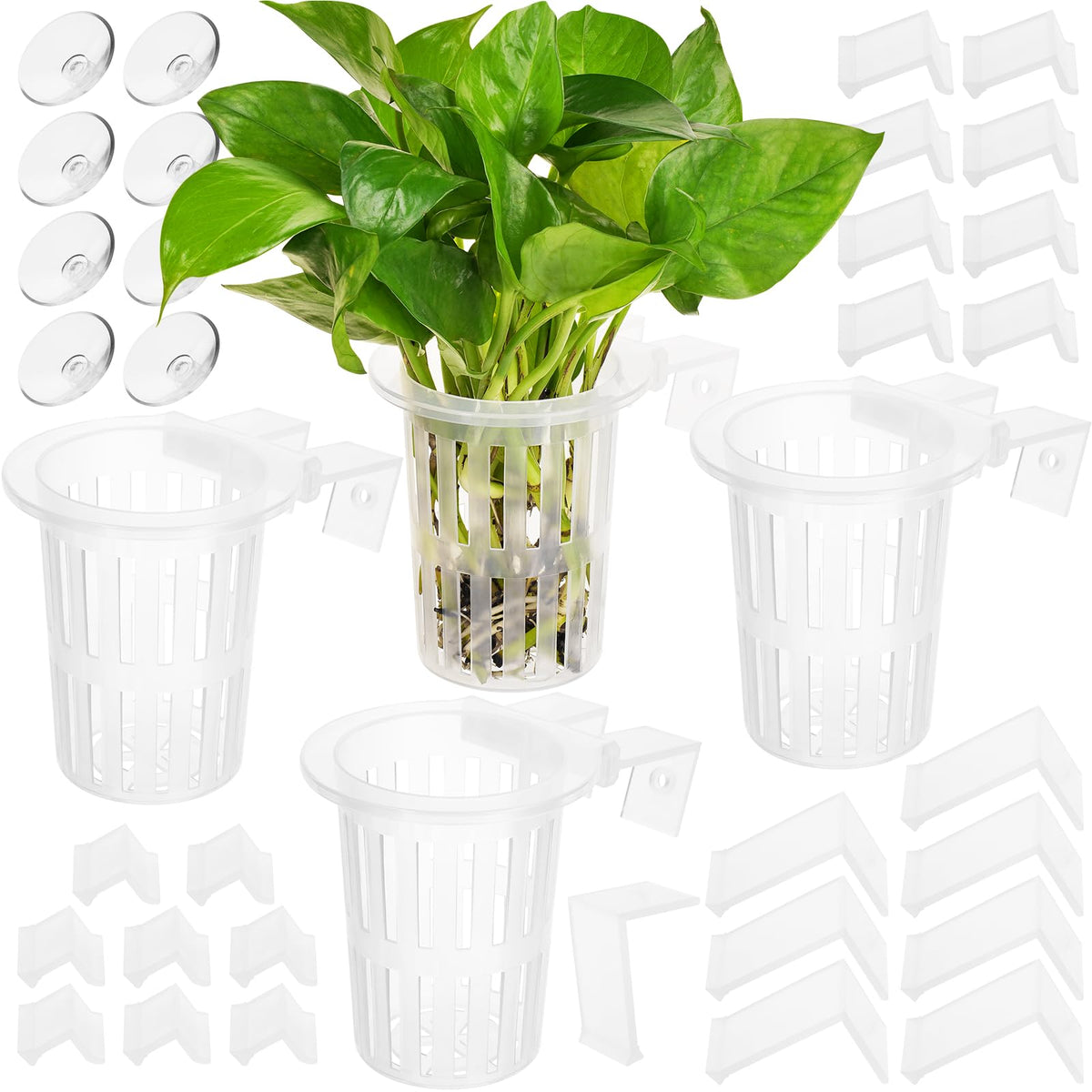 Borlech 2025 upgraded plant holder front view for clear plant display and root protection