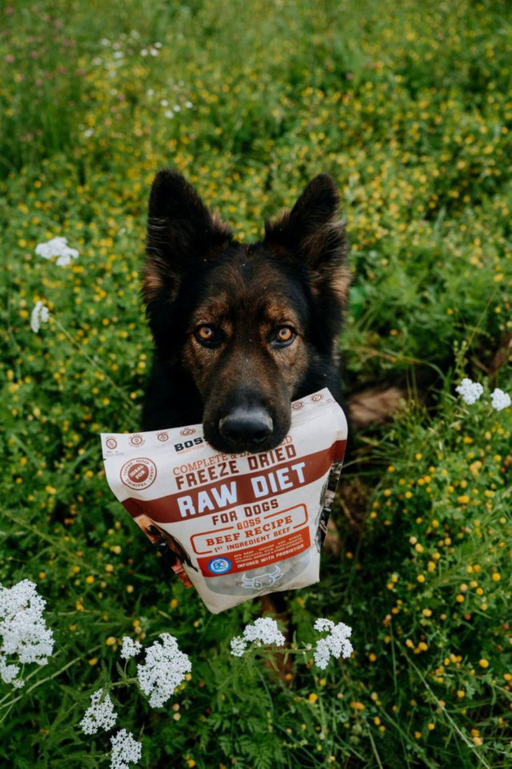 Boss Dog feeding guidelines graphic illustrates adult, puppy, and nursing feeding options.