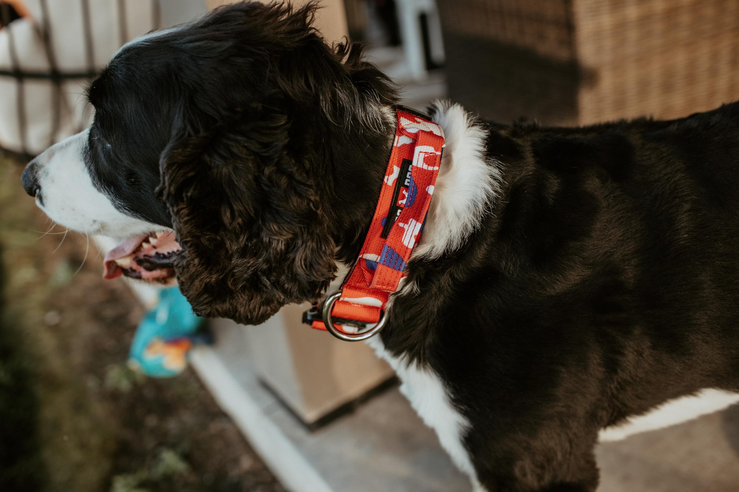 Close-up of military-grade nylon webbing and zinc alloy dual-trigger clip on Boss Dog collar