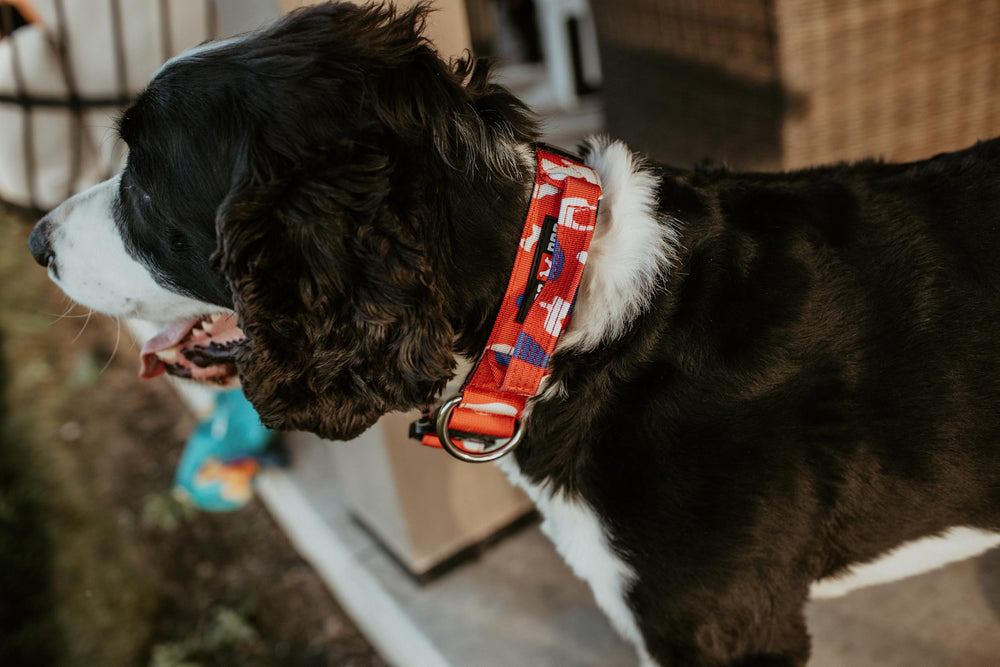 Close-up of military-grade nylon webbing and zinc alloy dual-trigger clip on Boss Dog collar