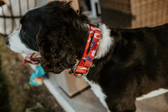 Close-up of military-grade nylon webbing and zinc alloy dual-trigger clip on Boss Dog collar