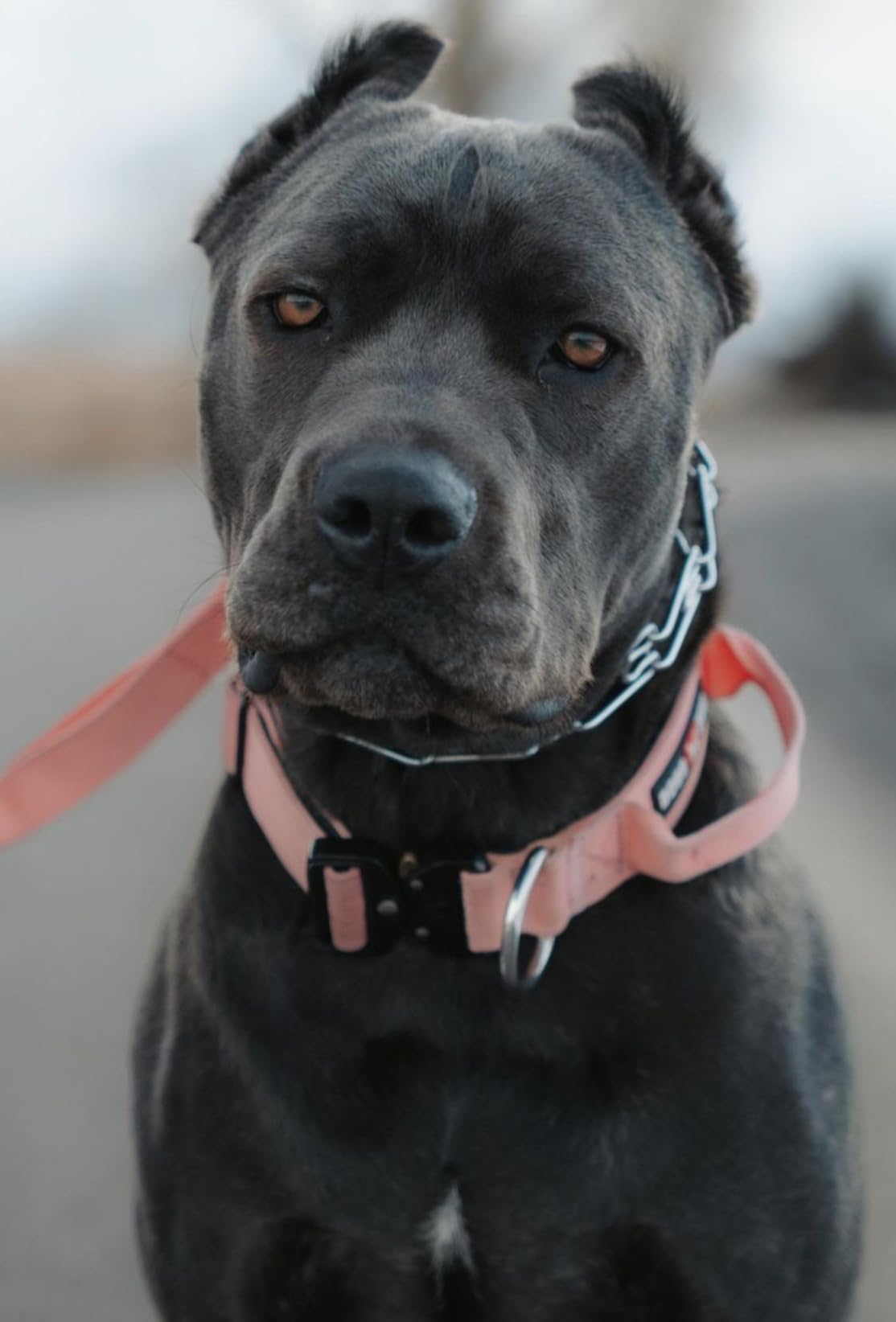 Boss Dog Tactical Collar pink large side view showing secure fit and hardware