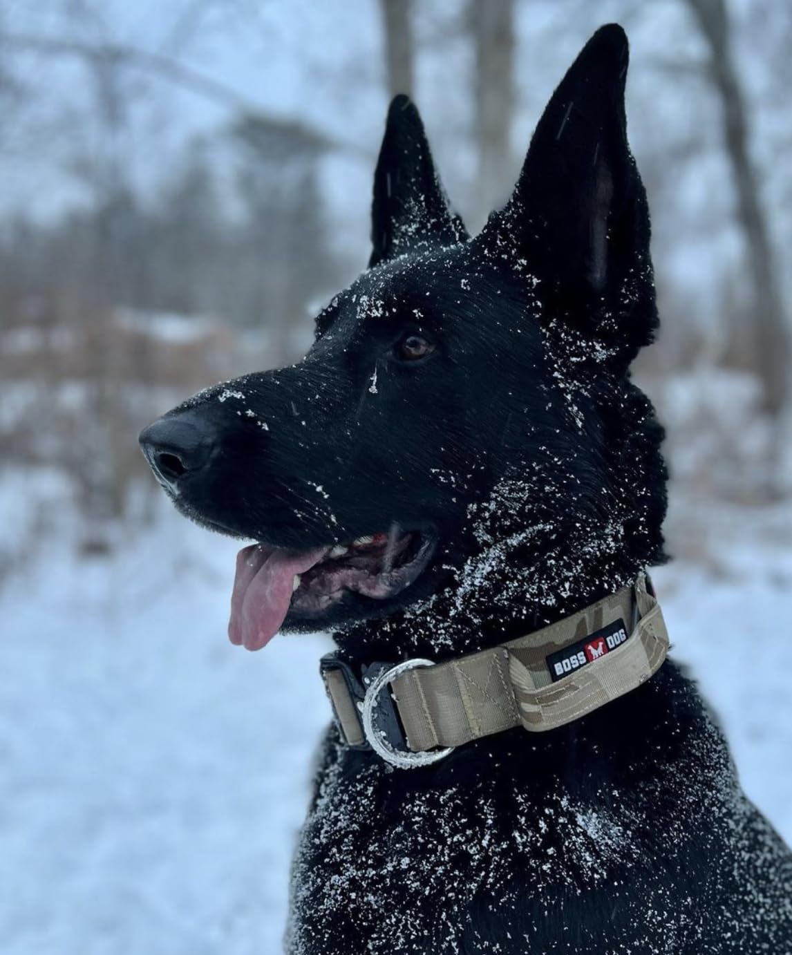 Boss Dog Tactical Collar clip and D-rings demonstrate secure hardware for daily walks