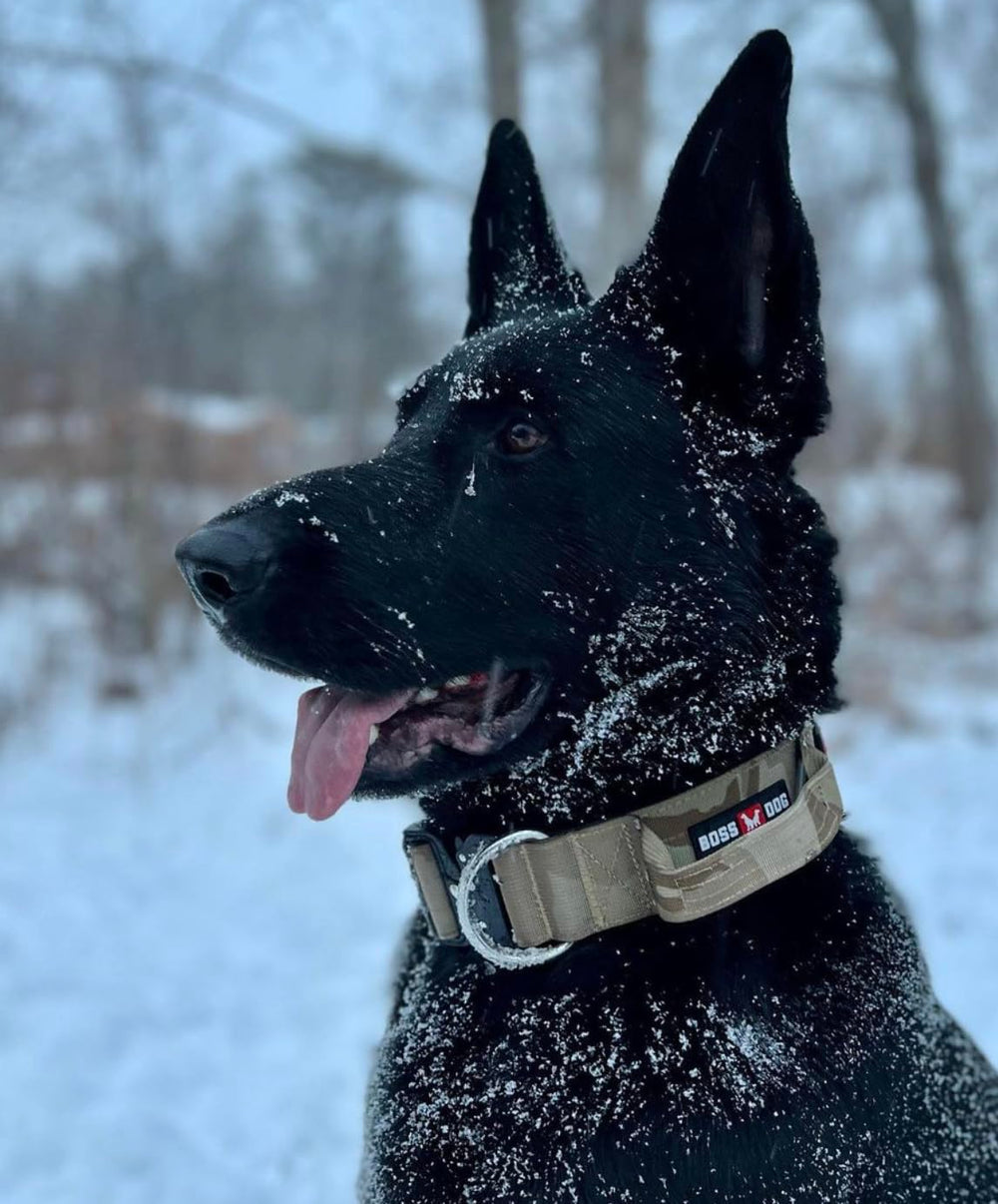 Boss Dog Tactical Collar clip and D-rings demonstrate secure hardware for daily walks