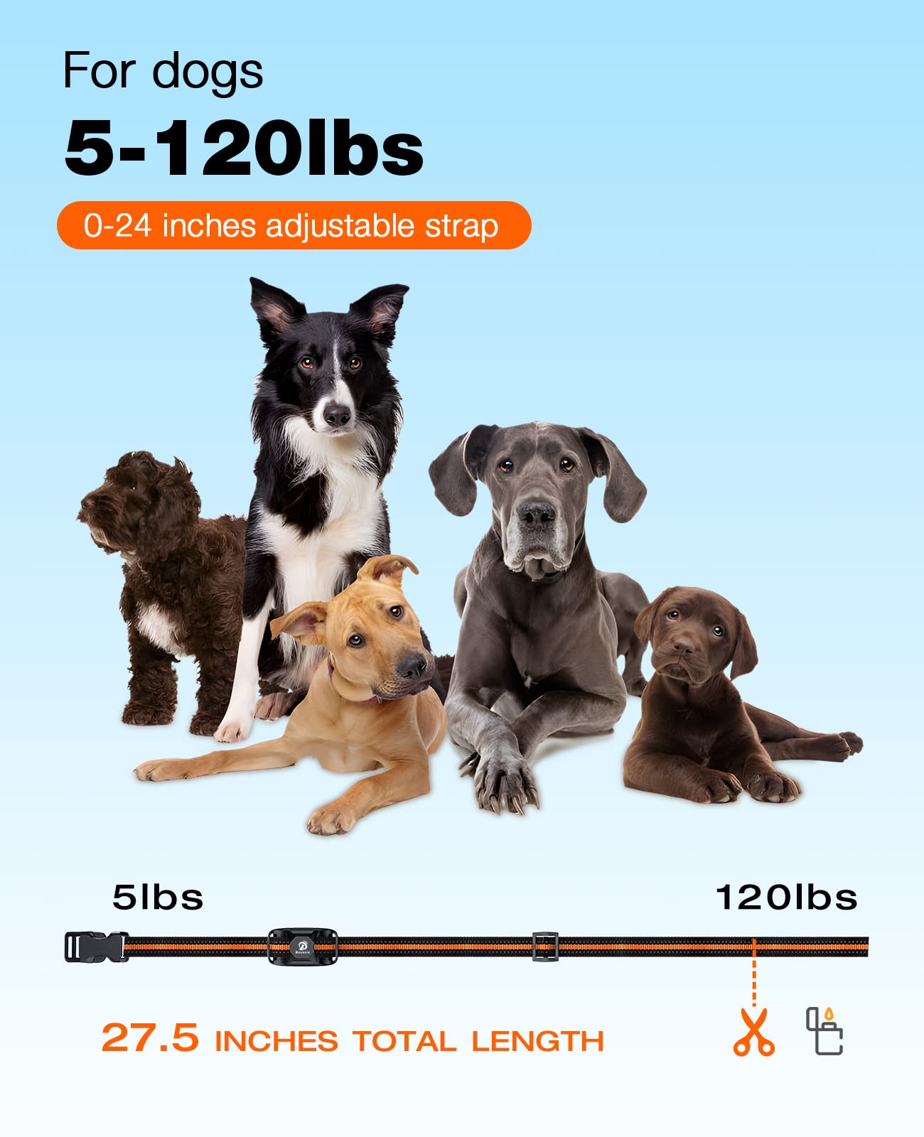 Bousnic dog wearing collar in yard for obedience reinforcement