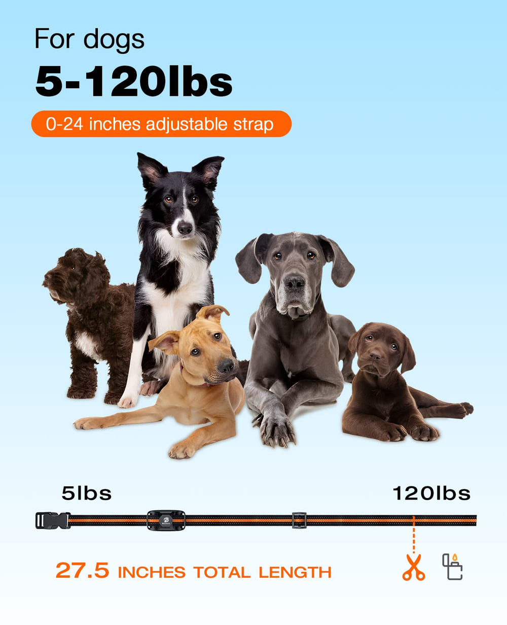 Bousnic dog wearing collar in yard for obedience reinforcement