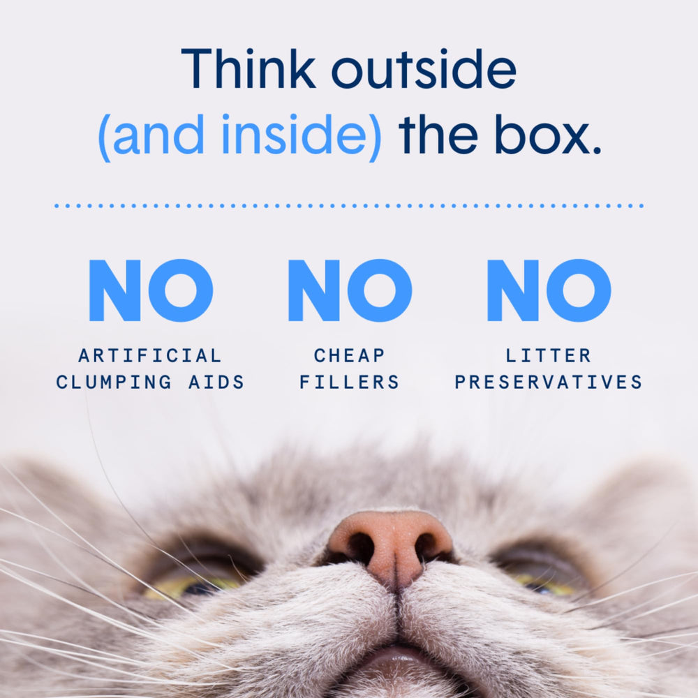 Boxiecat Glo promotes a fresher litter box environment