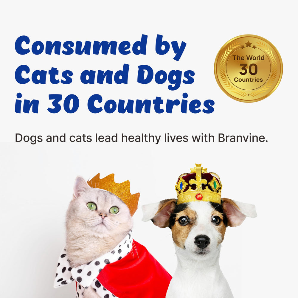 Branvine Respiratory Guardian dog outdoors enjoying fresh air with potential relief.