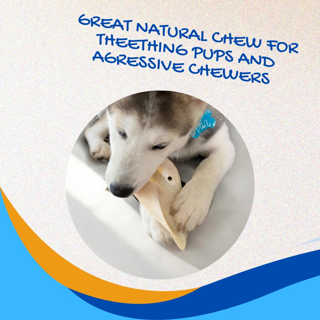 Brazilian Pet natural chew texture promotes longer, respectful chewing.