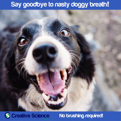 BREATHALYSER 3PACK being added to a water bowl for daily breath freshness