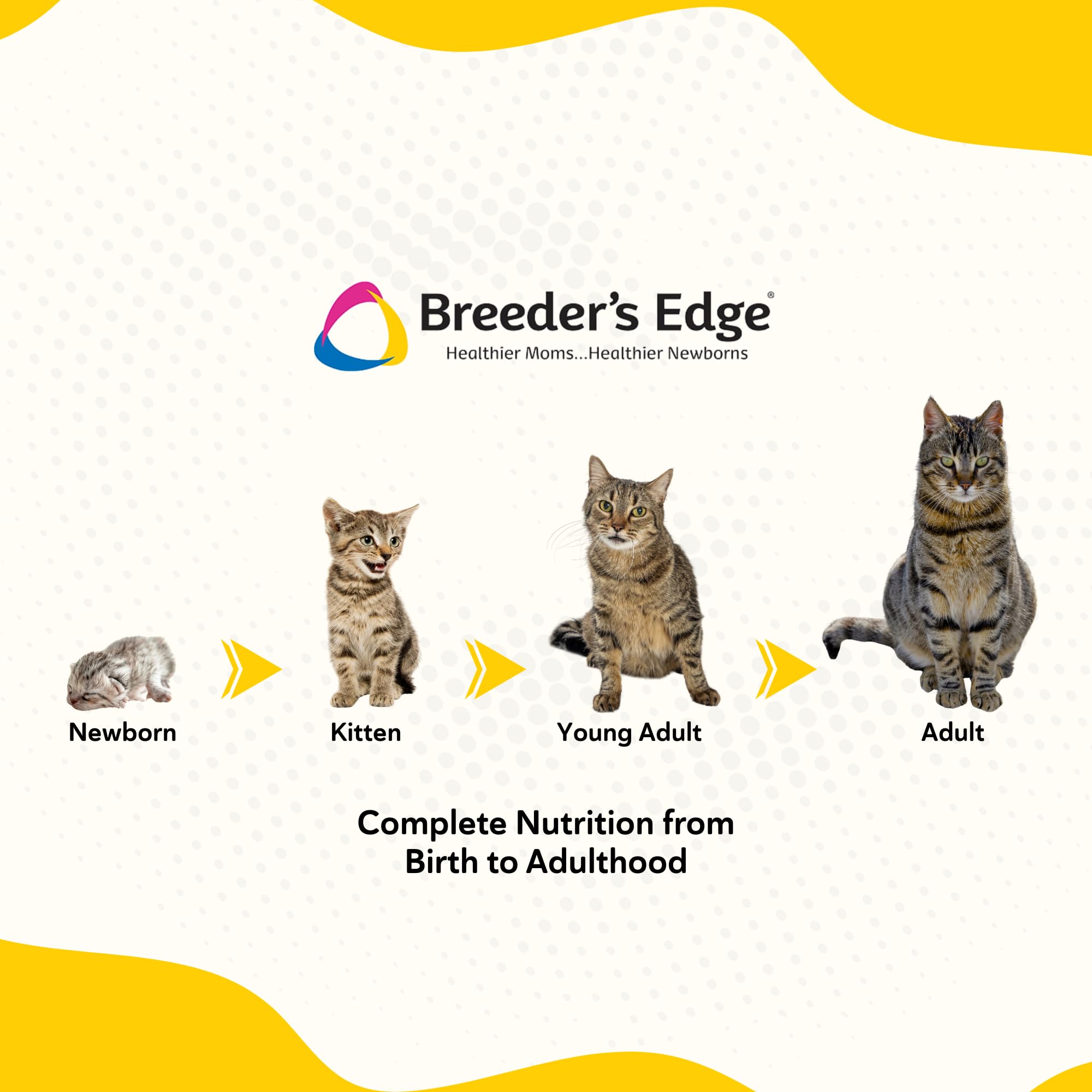 Breeder's Edge Foster Care high palatability and reduced lactose improve acceptance.