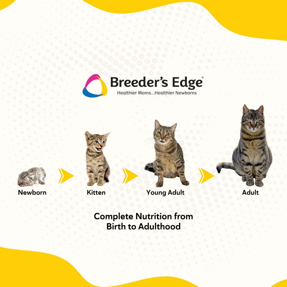 Breeder's Edge Foster Care high palatability and reduced lactose improve acceptance.