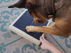 Bridge Cutters clipper-board paw care demonstrates secure grip during trimming.