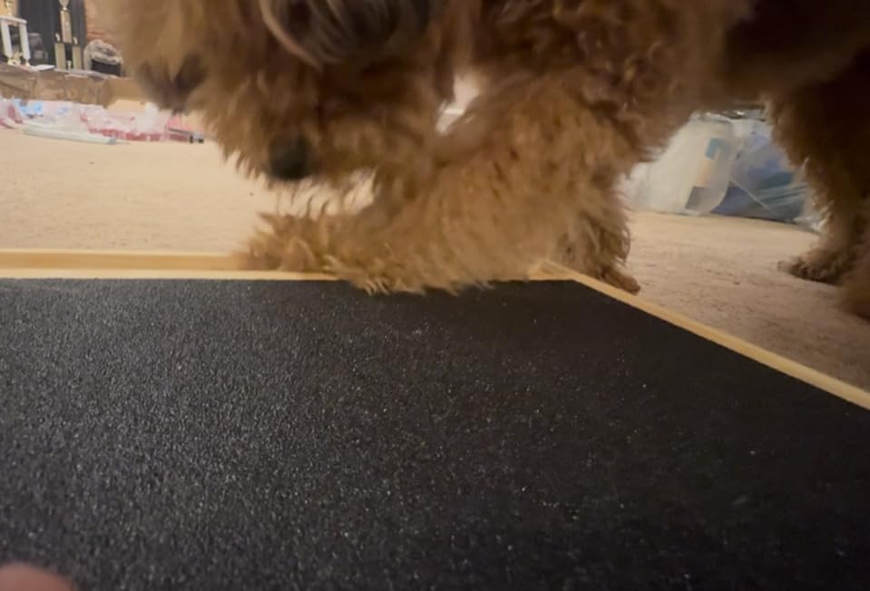 Bridge Cutters puppy-training-session demonstrates practical setup for training routines.