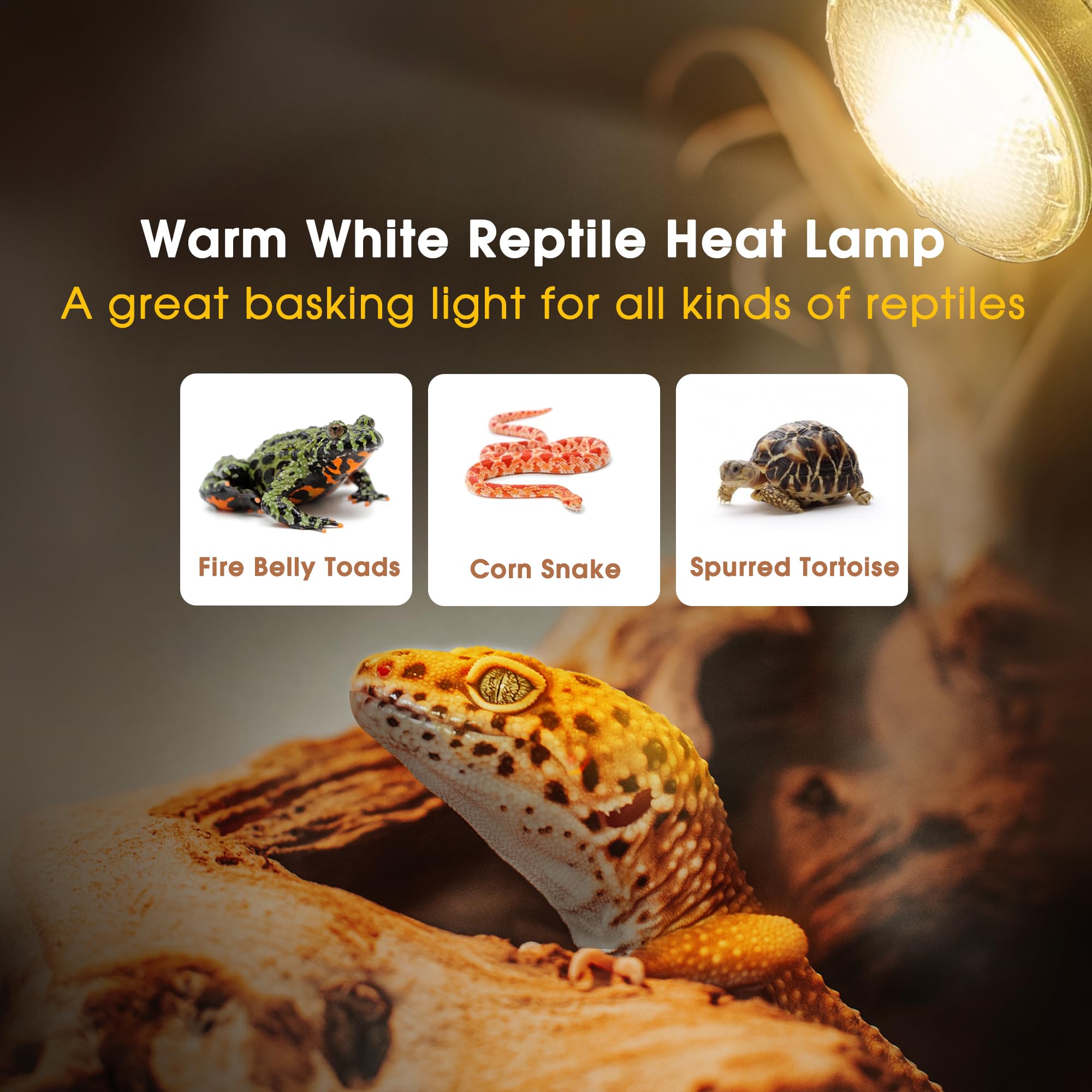Briignite 75W UVB basking bulb delivers essential UVA/UVB for activity.