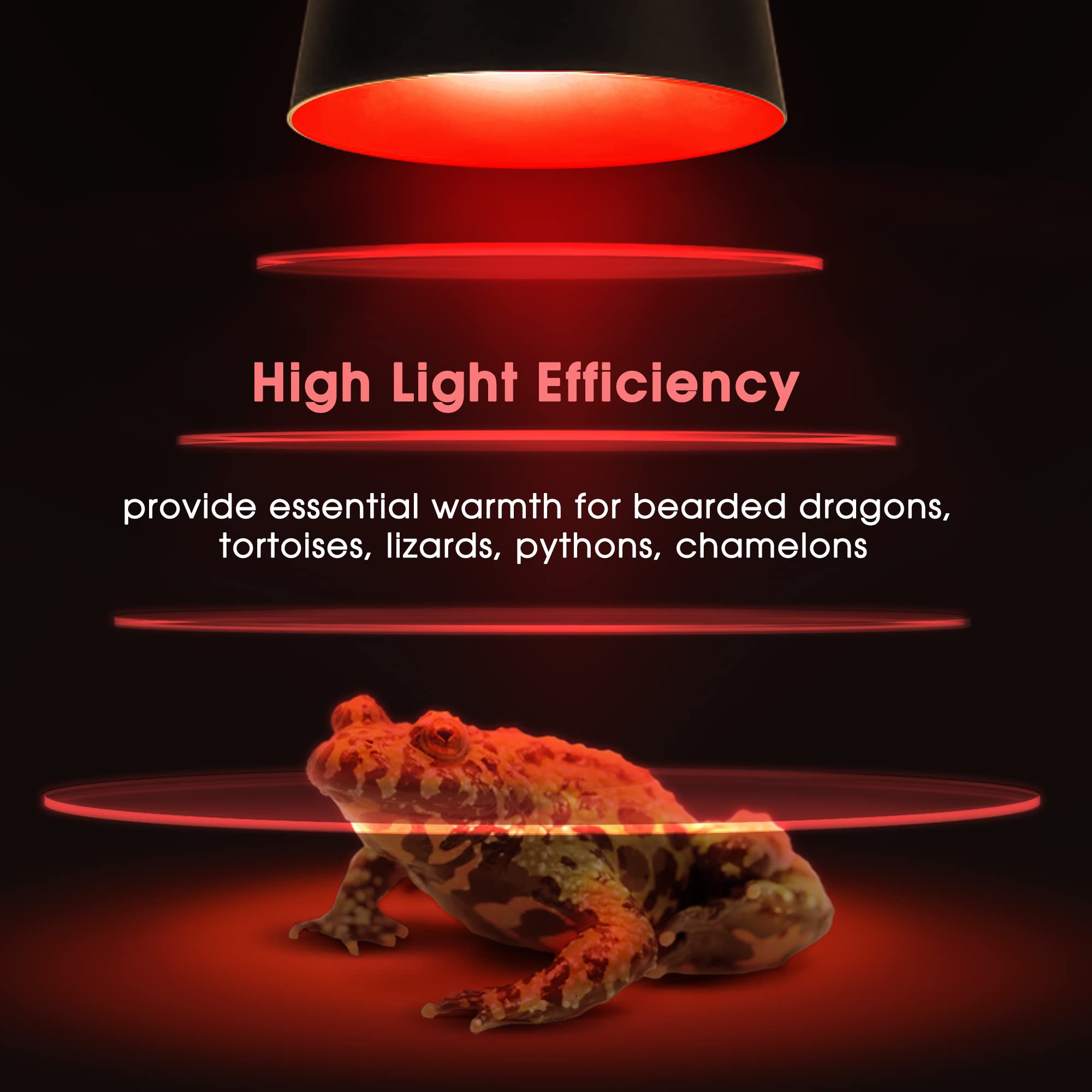 Briignite bearded dragon terrarium setup shows a reliable heat source.