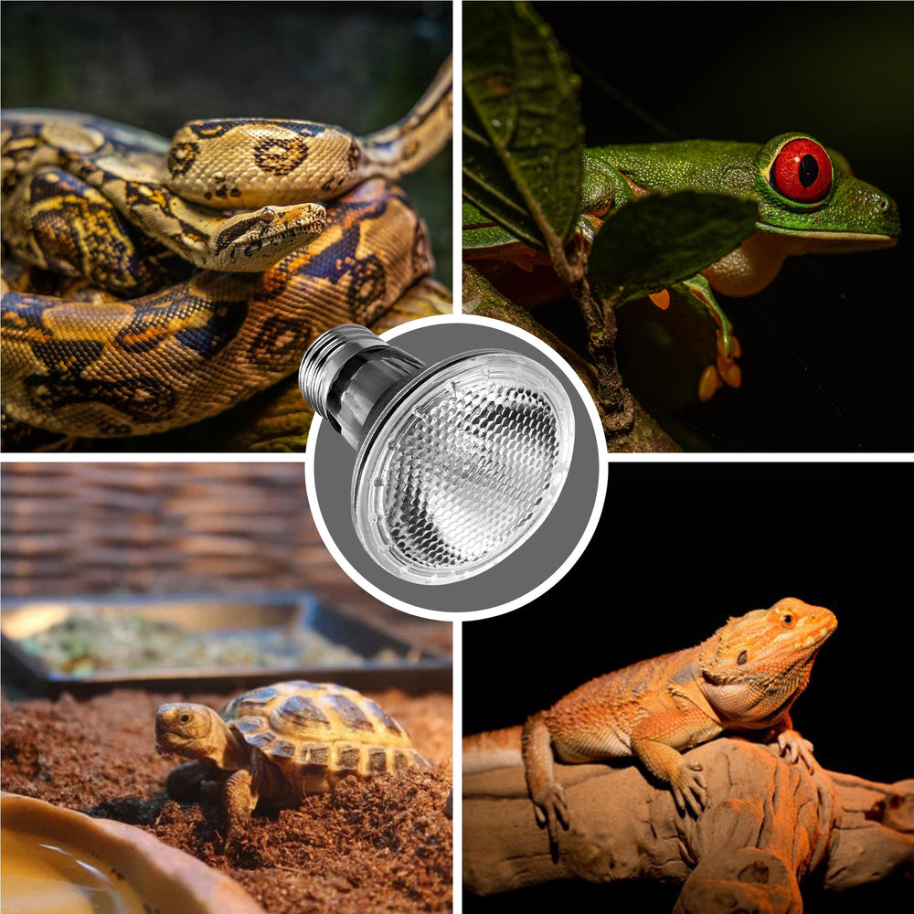 Briignite terrarium light setup supports bearded dragon and lizard habitats.