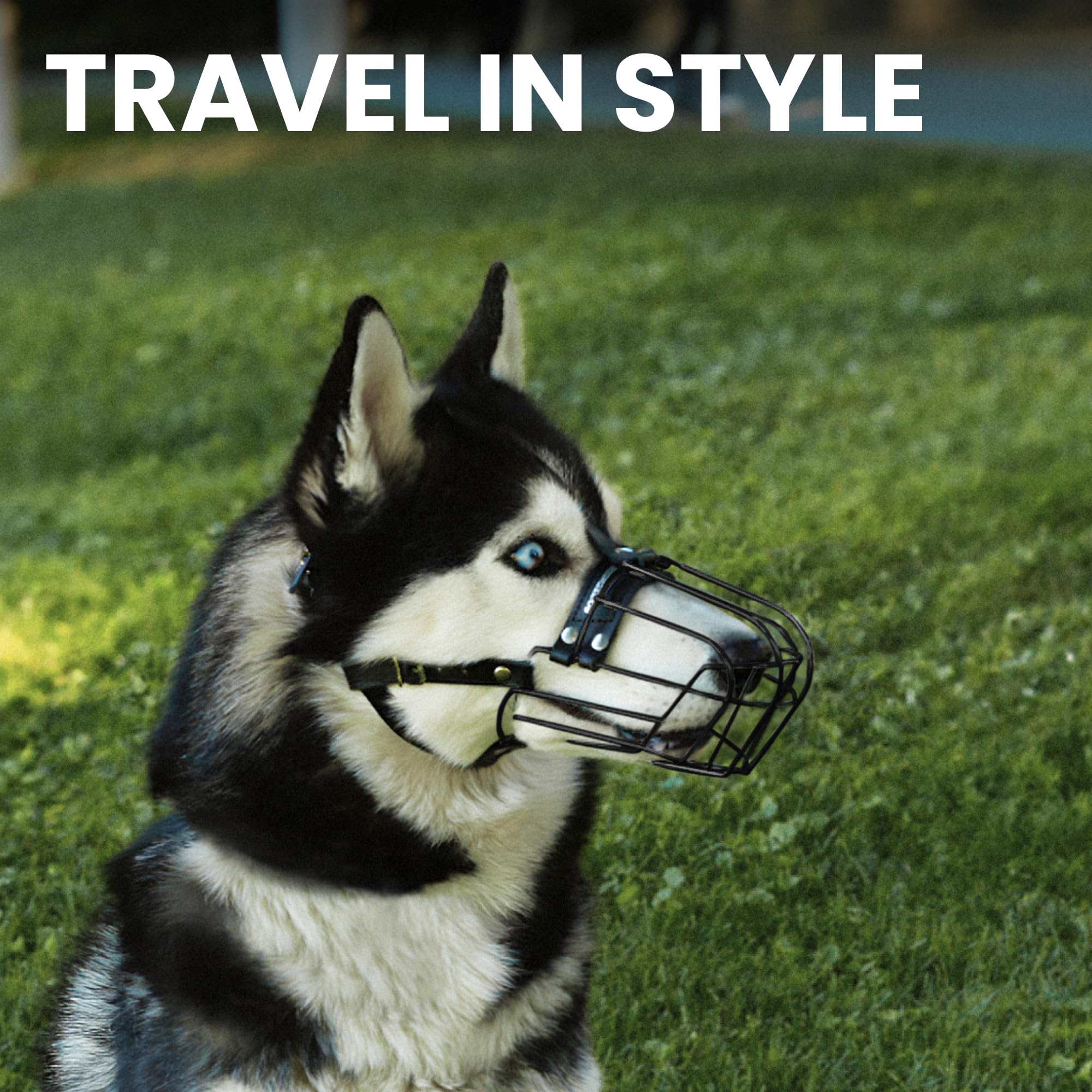 BRONZEDOG safety-basket during training reduces bite-risk without restricting panting.