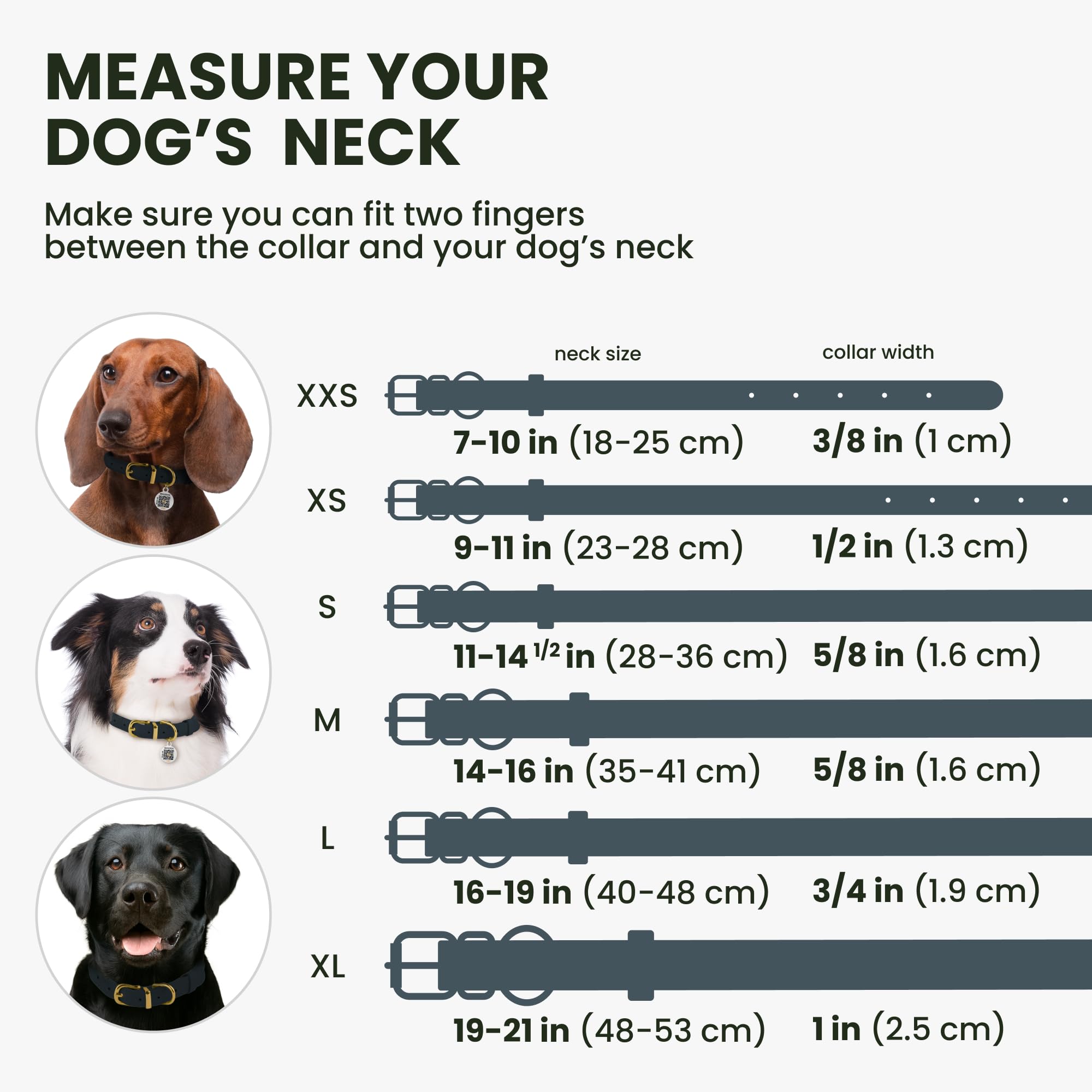 BRONZEDOG rolled-leather-collar-buckle-adjustable demonstrates easy fit for growing dogs.