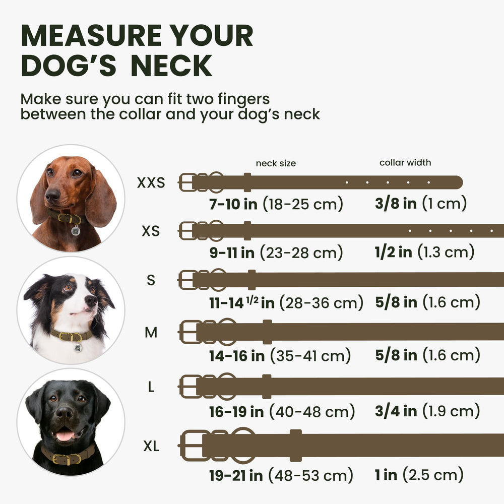 BronzeDog rolled leather collar on dog neck during a walk for comfortable fit