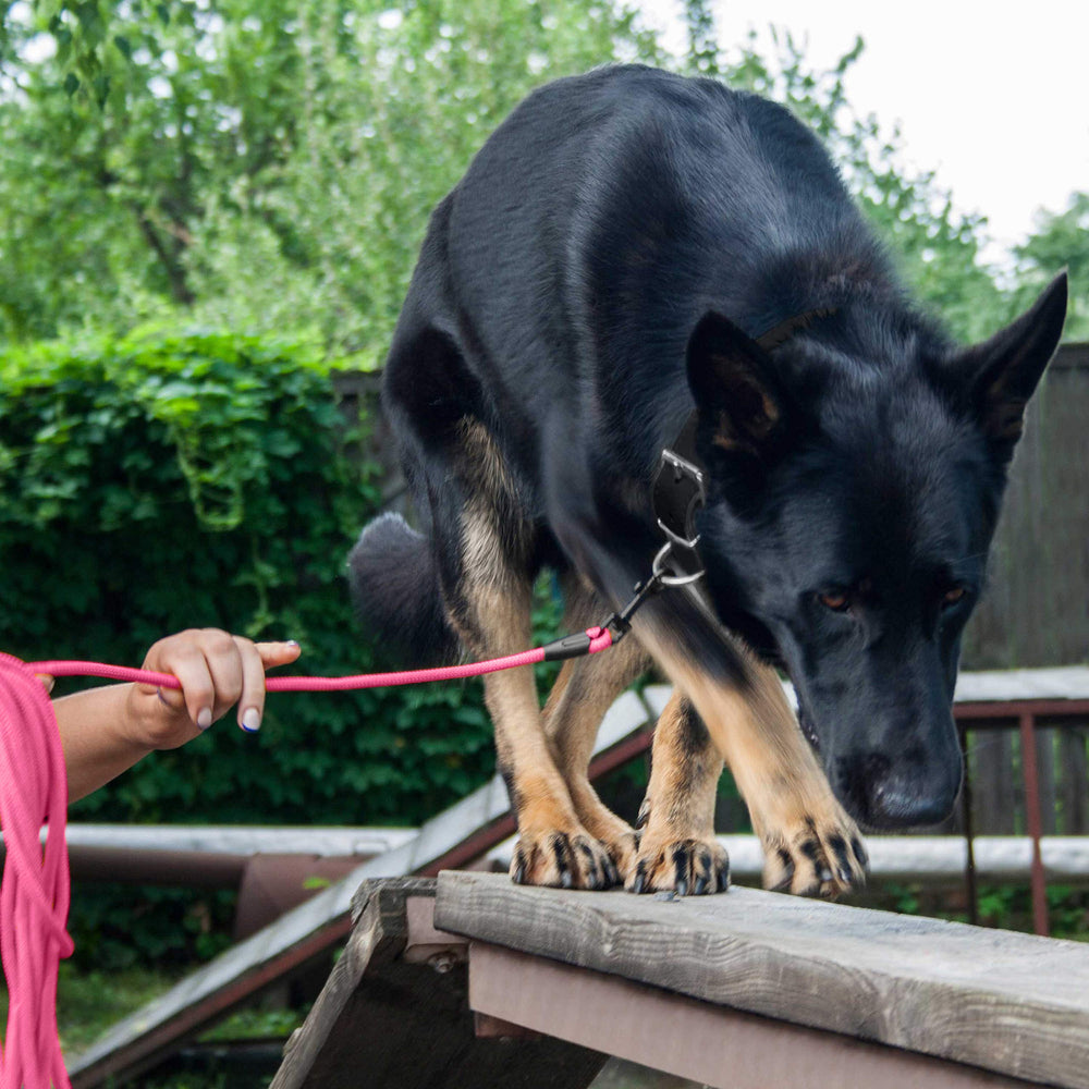 BRONZEDOG rope pro training collar pink packaging conveys easy storage.