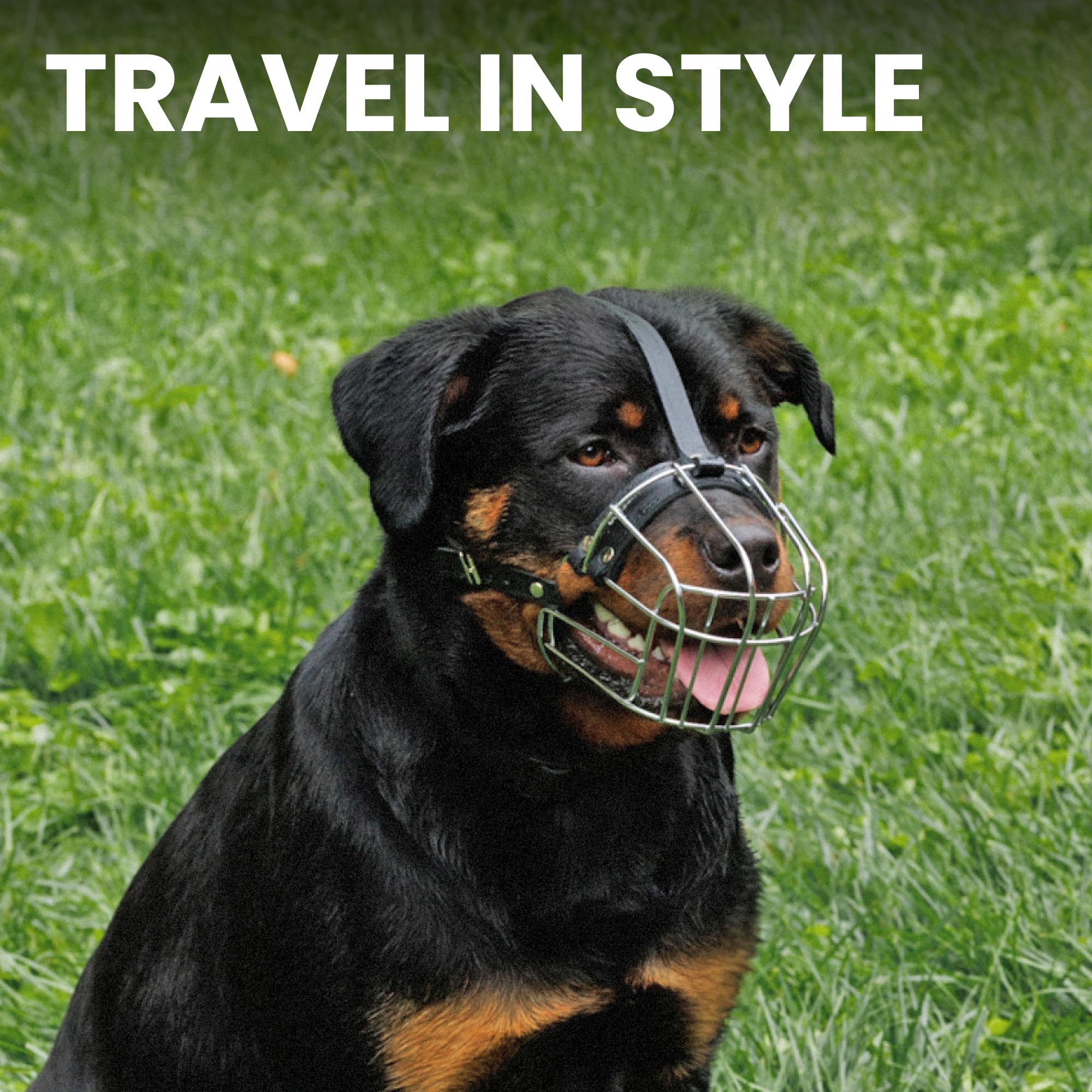 BRONZEDOG training usage shot shows muzzle used under supervision for safe introductions.