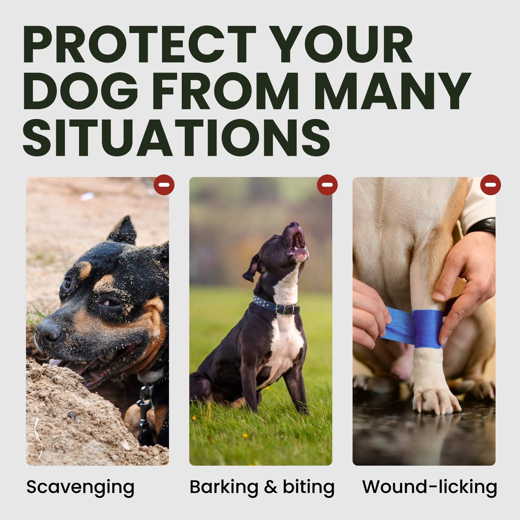 BRONZEDOG XL small-treat compatibility shown for gentle acceptance.