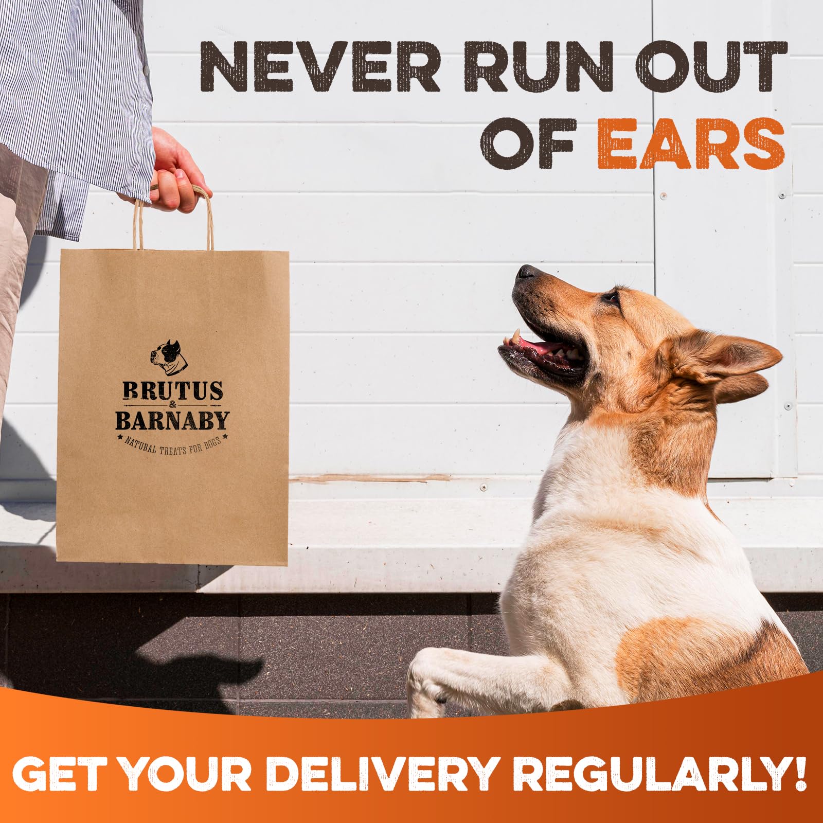 BRUTUS & BARNABY odorless clean chew – keeps chewing tidy