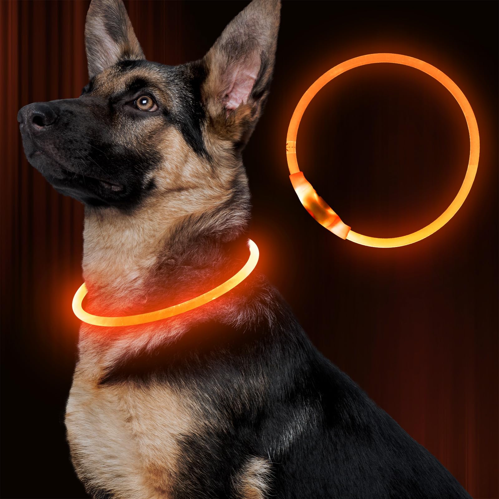 BSEEN LED dog collar worn during night walks improves visibility for passersby.