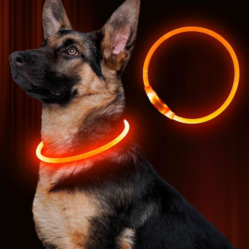 BSEEN LED dog collar worn during night walks improves visibility for passersby.