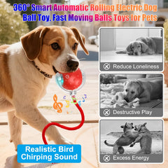 BSolus Tiny Fetch durable materials withstand paws and bites during lively sessions