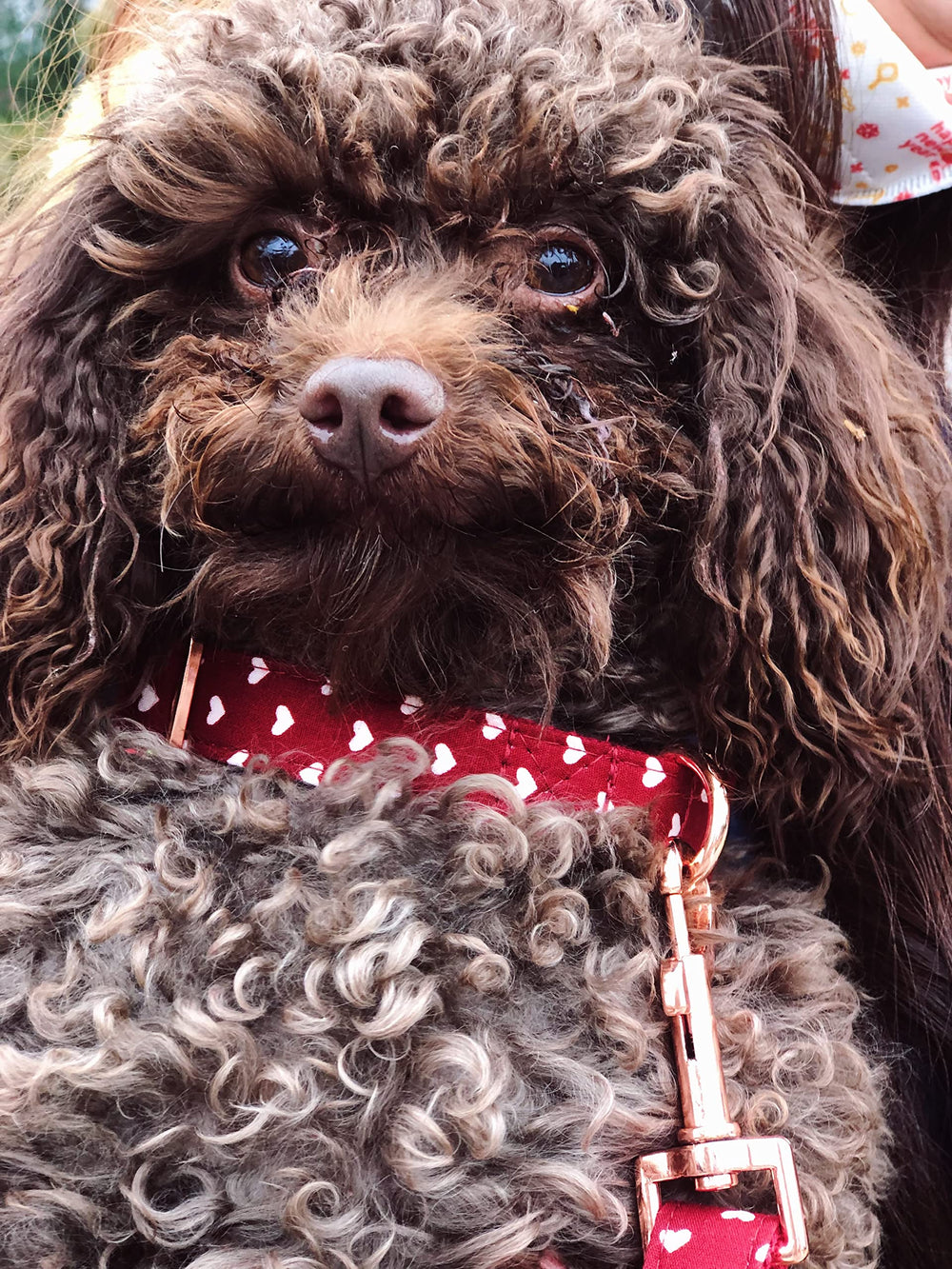 Bubblepup-collar-adjustable-fit ensures perfect sizing as pets grow.