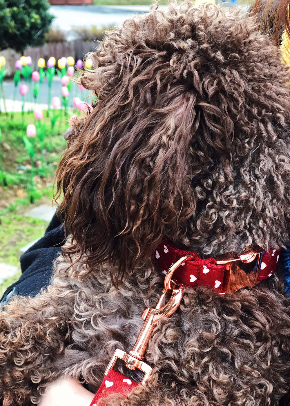 Bubblepup-pet-style-pattern showcases fashionable look for outings.