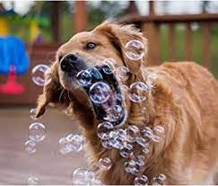 Bubbletastic dog bubble sampler packaging shows six scents