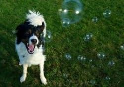 Bubbletastic dog bubble sampler features pet-safe formula for gentle play