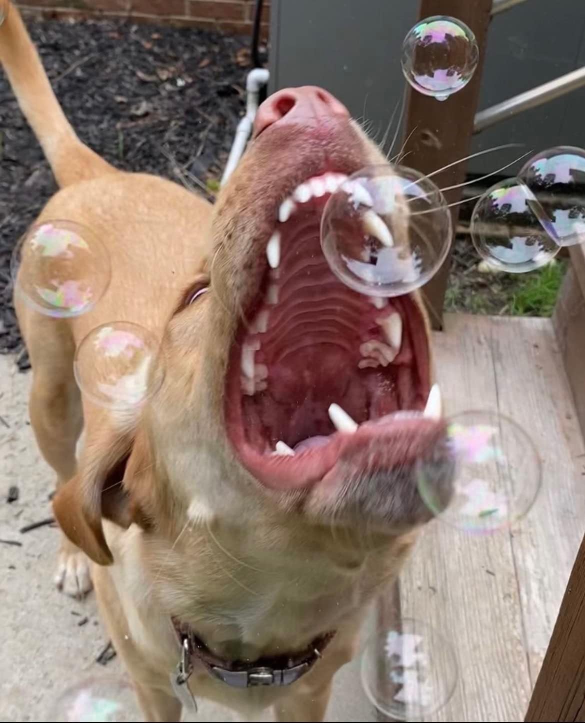 Bubbletastic peanut butter dog bubbles scent — comforting aroma for sensory playtime.