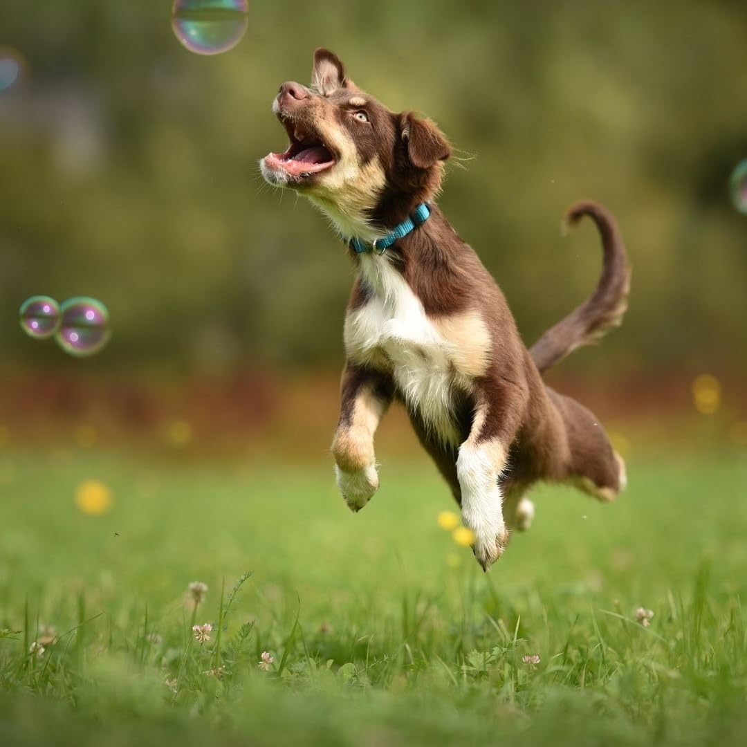 Bubbletastic peanut butter dog bubbles 8oz bottle — great for garden games and exploration.