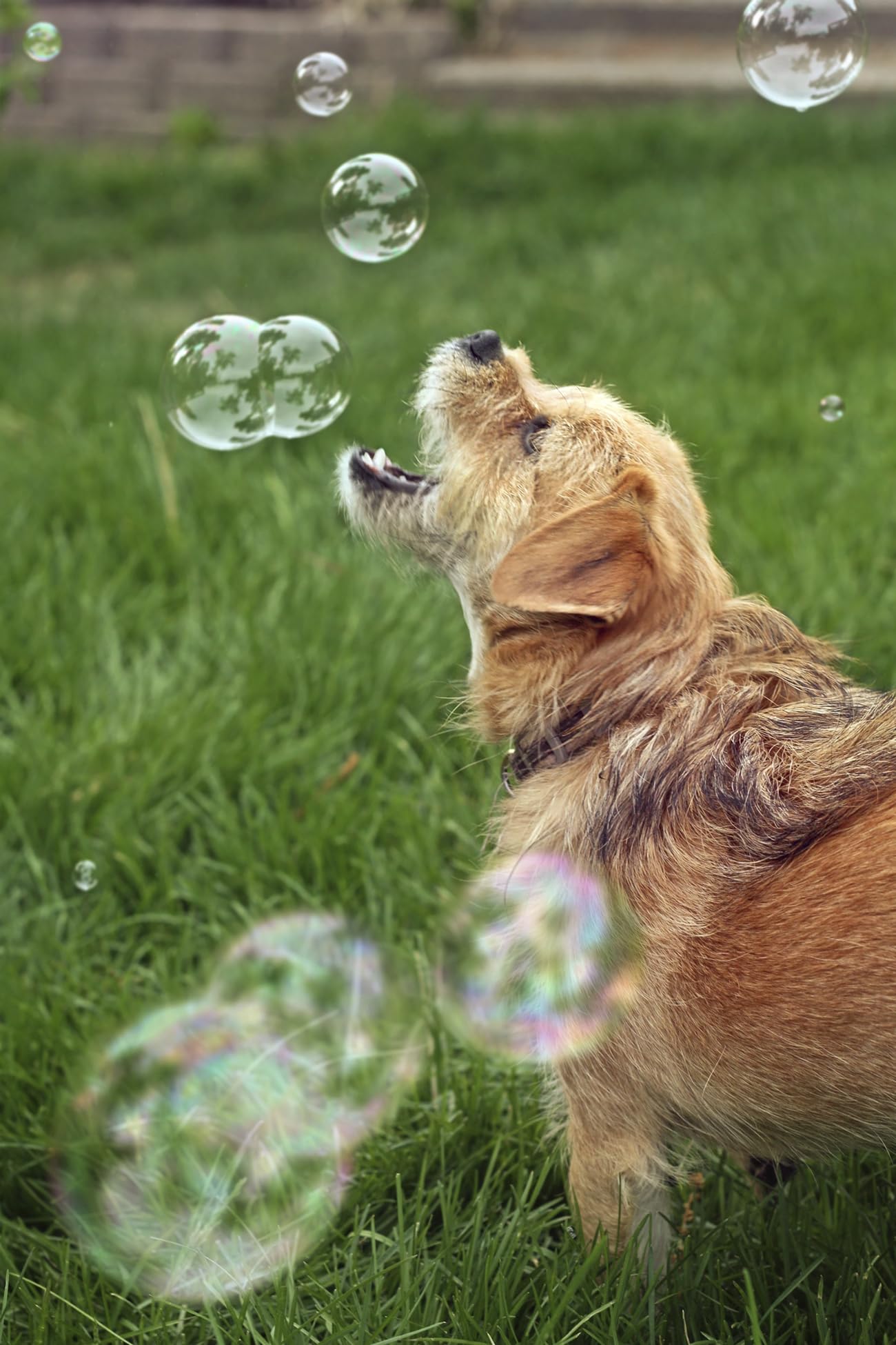 Bubbletastic peanut butter dog bubbles amherst-ma brand — proudly produced in the USA.