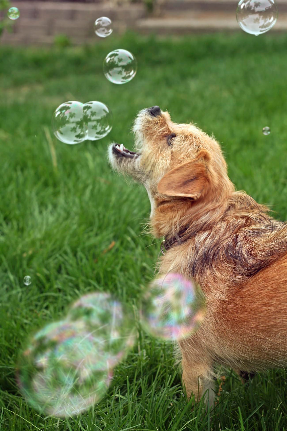 Bubbletastic peanut butter dog bubbles amherst-ma brand — proudly produced in the USA.