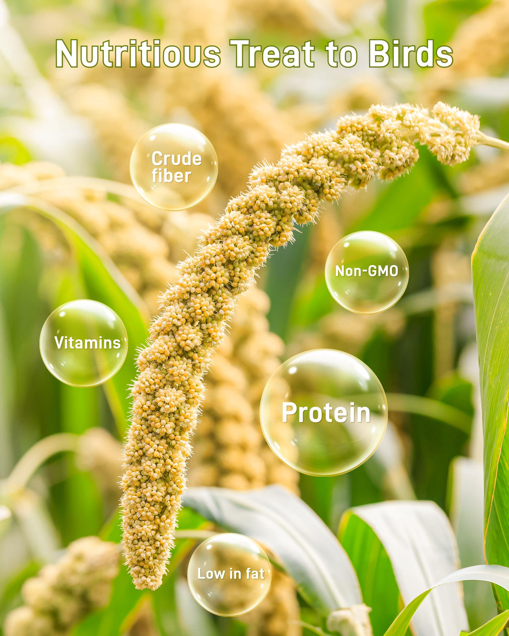 BUCATSTATE parakeet-foraging millet image highlights enrichment-friendly feeding options.