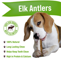 Buck Bone Organics elk antler medium dog chew with a smooth sanded finish for safe gnawing