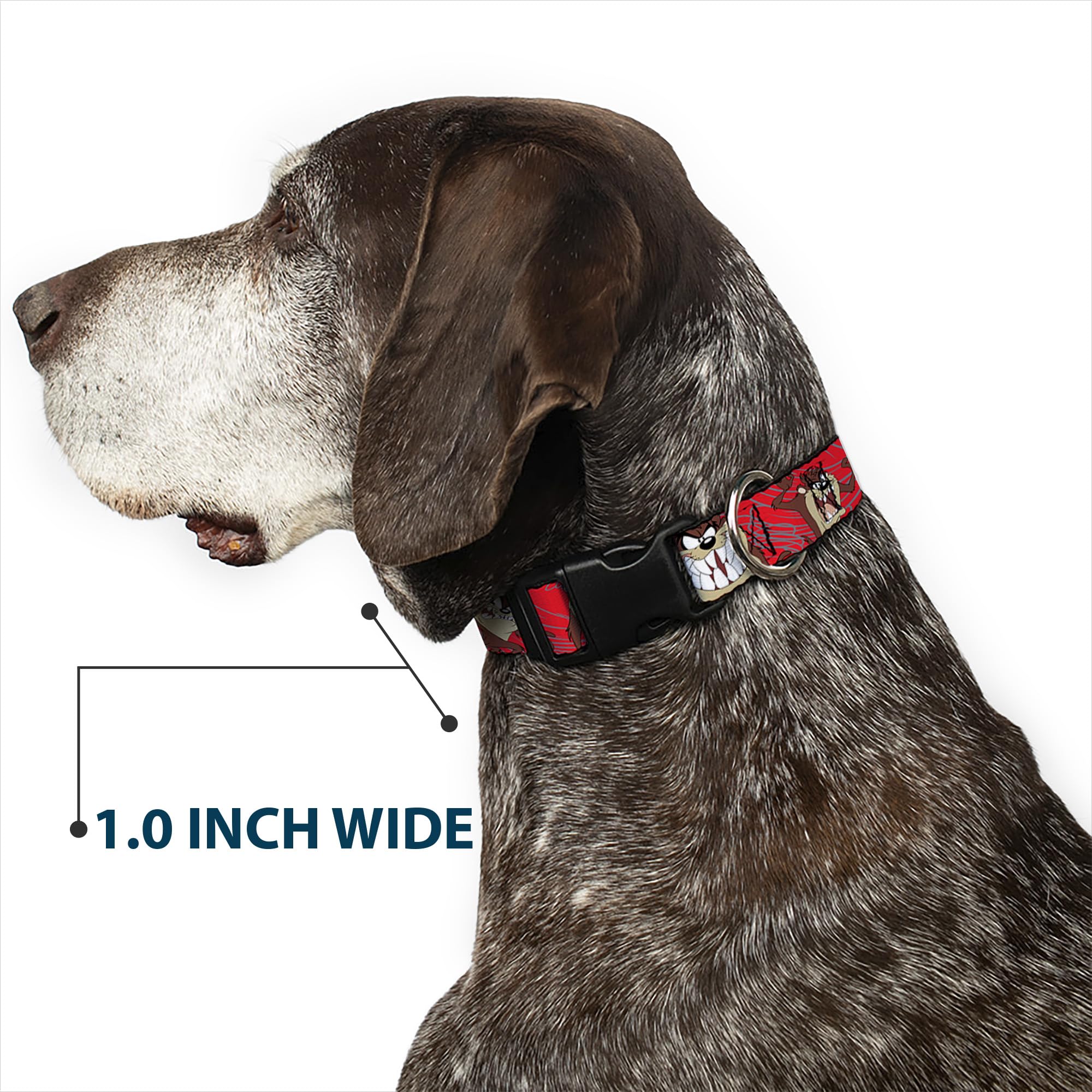 Buckle-Down Tasmanian Devil collar neck size 9-15 inches demonstrates proper sizing.
