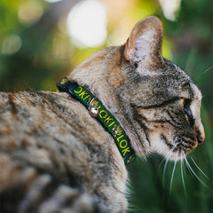 Buckle-Down Marvel cat collar artwork detail shows Loki design for standout style
