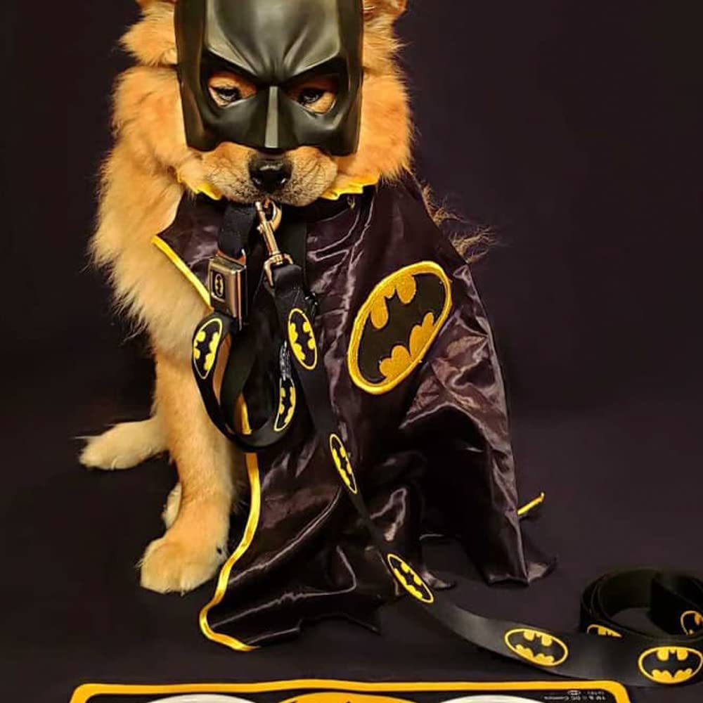 Matching Buckle-Down collars available for a coordinated superhero look.