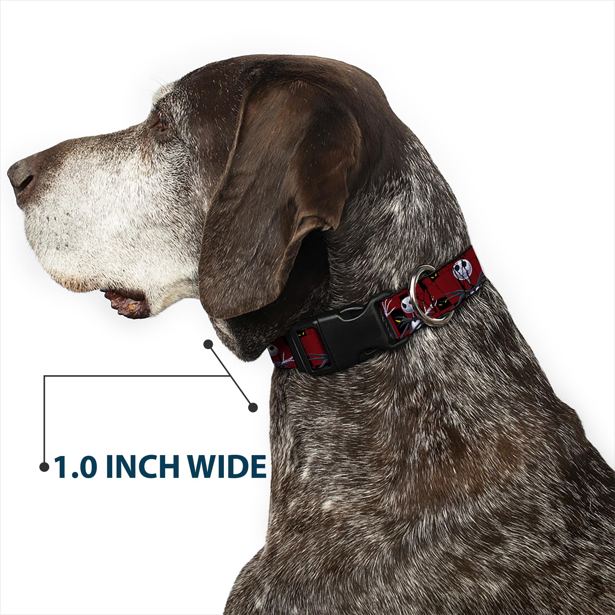 Buckle-Down polyester collar shows durable weave and vibrant print for all seasons