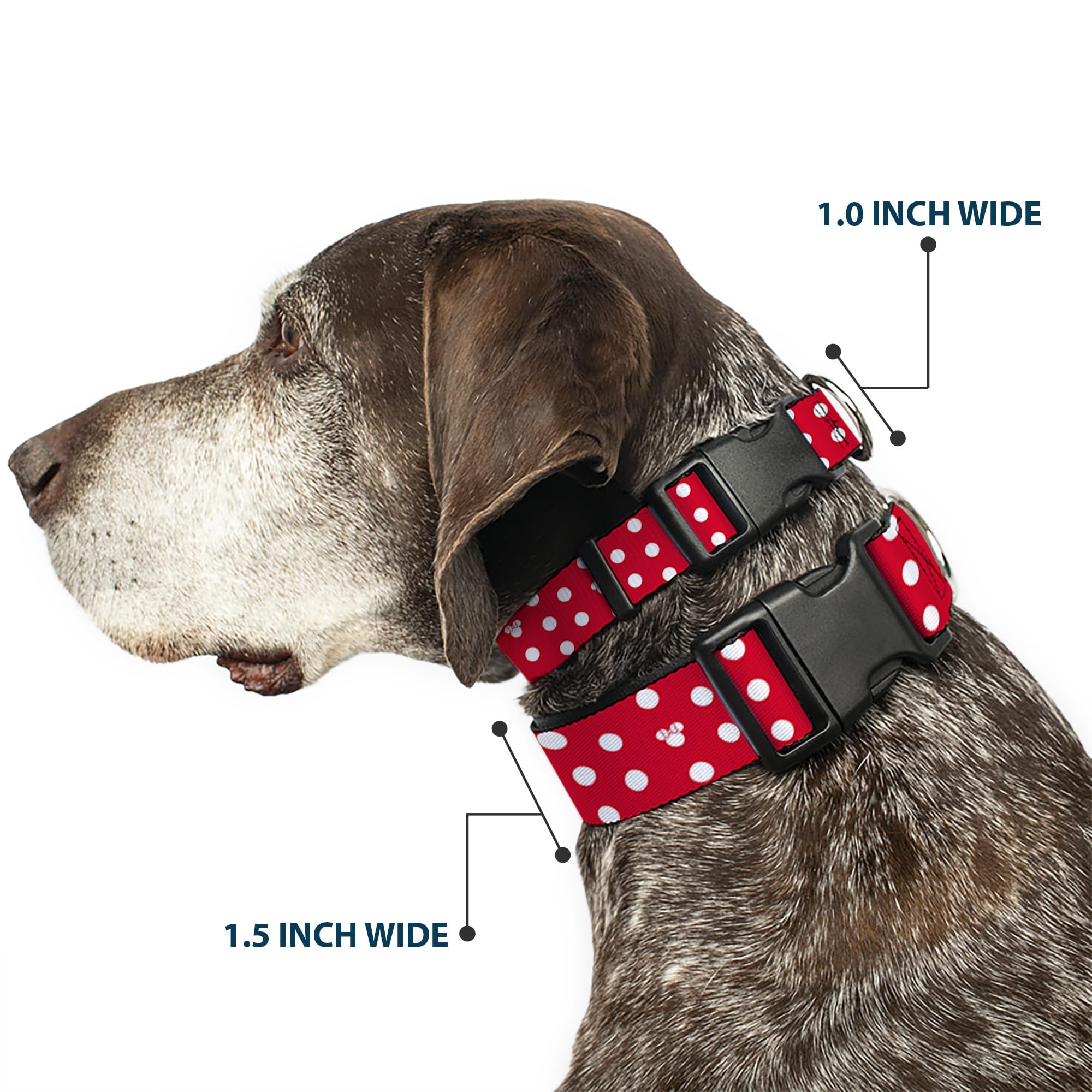 Buckle-Down collar buckle close-up shows a secure plastic fastener.