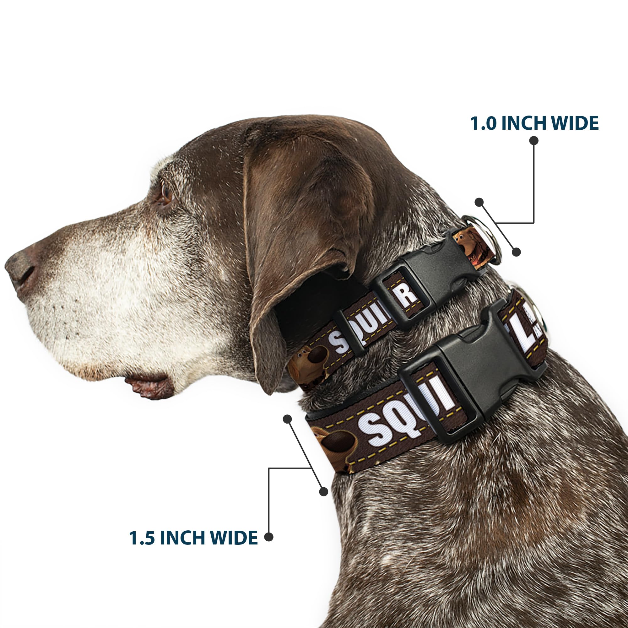Buckle-Down collar with SQUIRREL! pose for lively daily adventures.