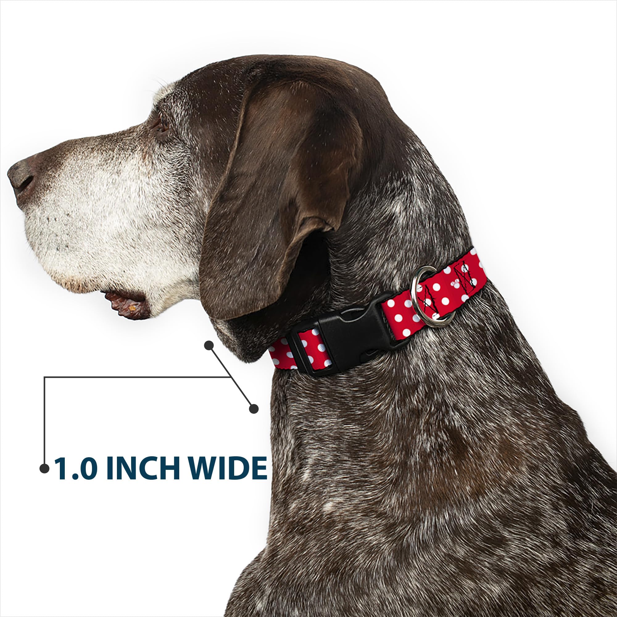 Buckle-Down small-neck collar on a petite dog for easy daily wear.