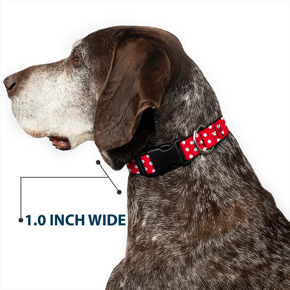 Buckle-Down small-neck collar on a petite dog for easy daily wear.