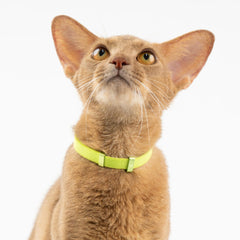 BuddyArmor Safety Cat Collar lightweight comfort for continuous wear.